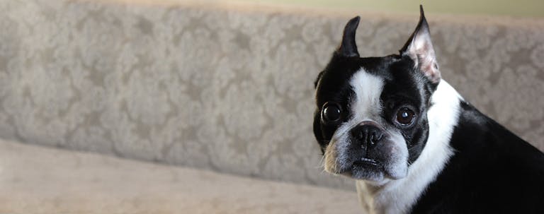 How to Train a Boston Terrier Puppy to Not Bite