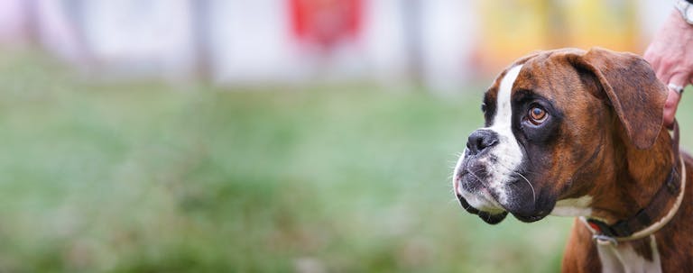 How to Train a Boxer Puppy to be a Guard Dog How to Train a Boxer Puppy to be a Guard Dog