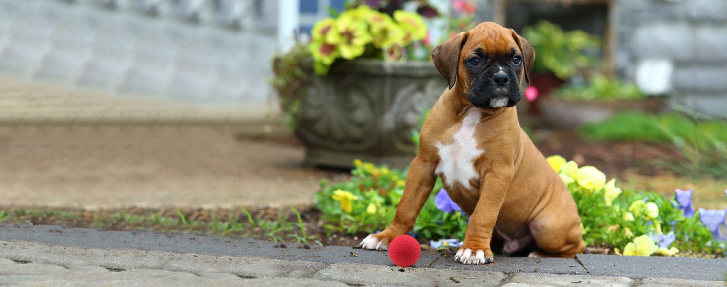 How to Train a Boxer Puppy to Fetch
