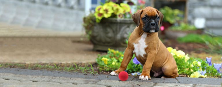 How to Train a Boxer Puppy to Fetch