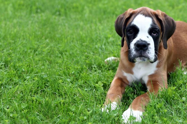 How to Train a Boxer Puppy to Lie Down