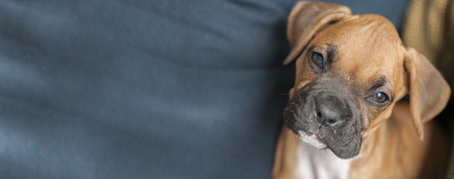 How to Train a Boxer Puppy to Not Bark Wag!