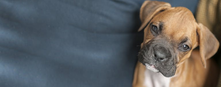 How to Train a Boxer Puppy to Not Bark