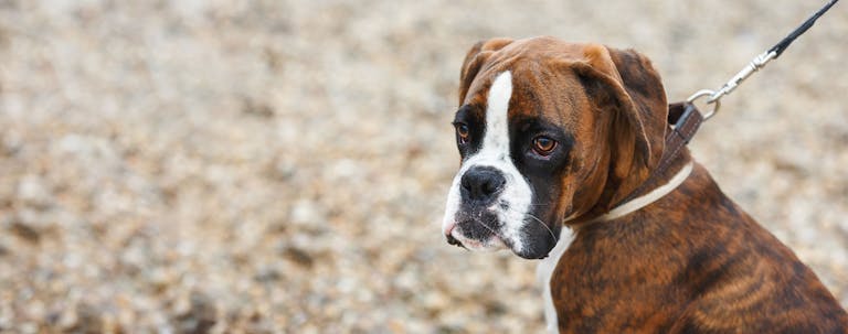 How to Train a Boxer Puppy to Walk on a Leash