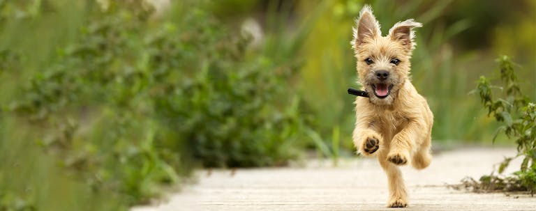 How to Train a Cairn Terrier to Come