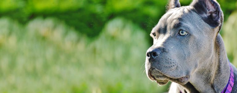 How to Train a Cane Corso for Protection