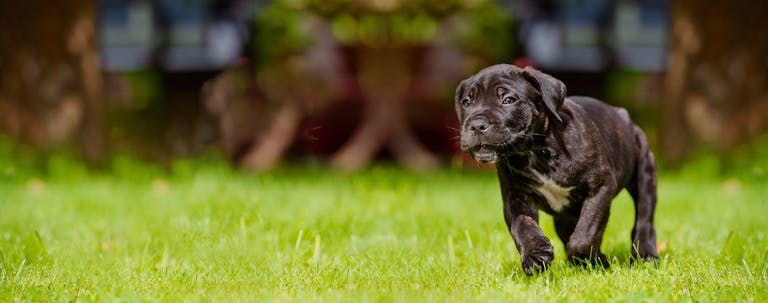 How to Train a Cane Corso Puppy to Not Bite