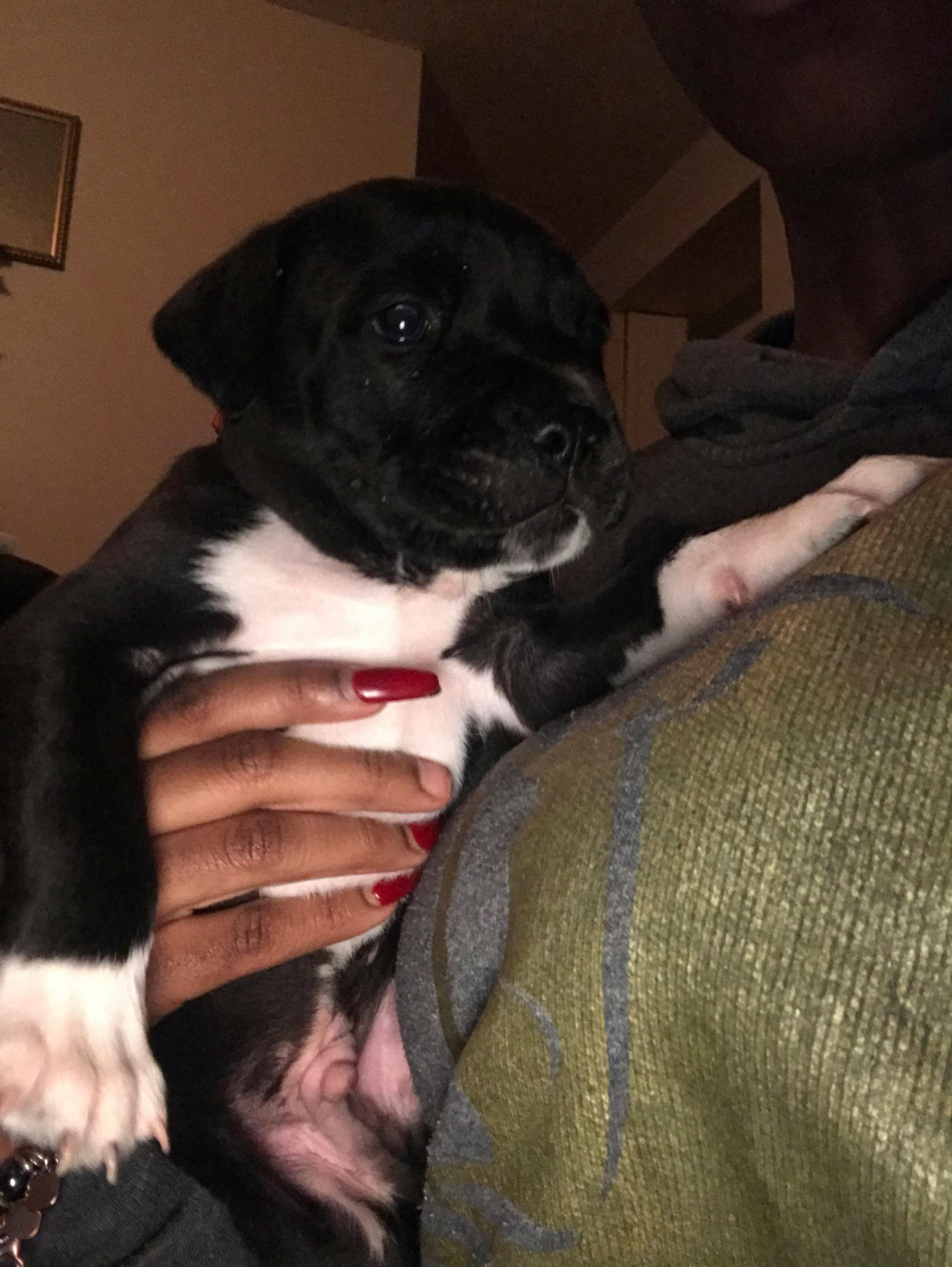 How To Train A Cane Corso Puppy To Not Bite