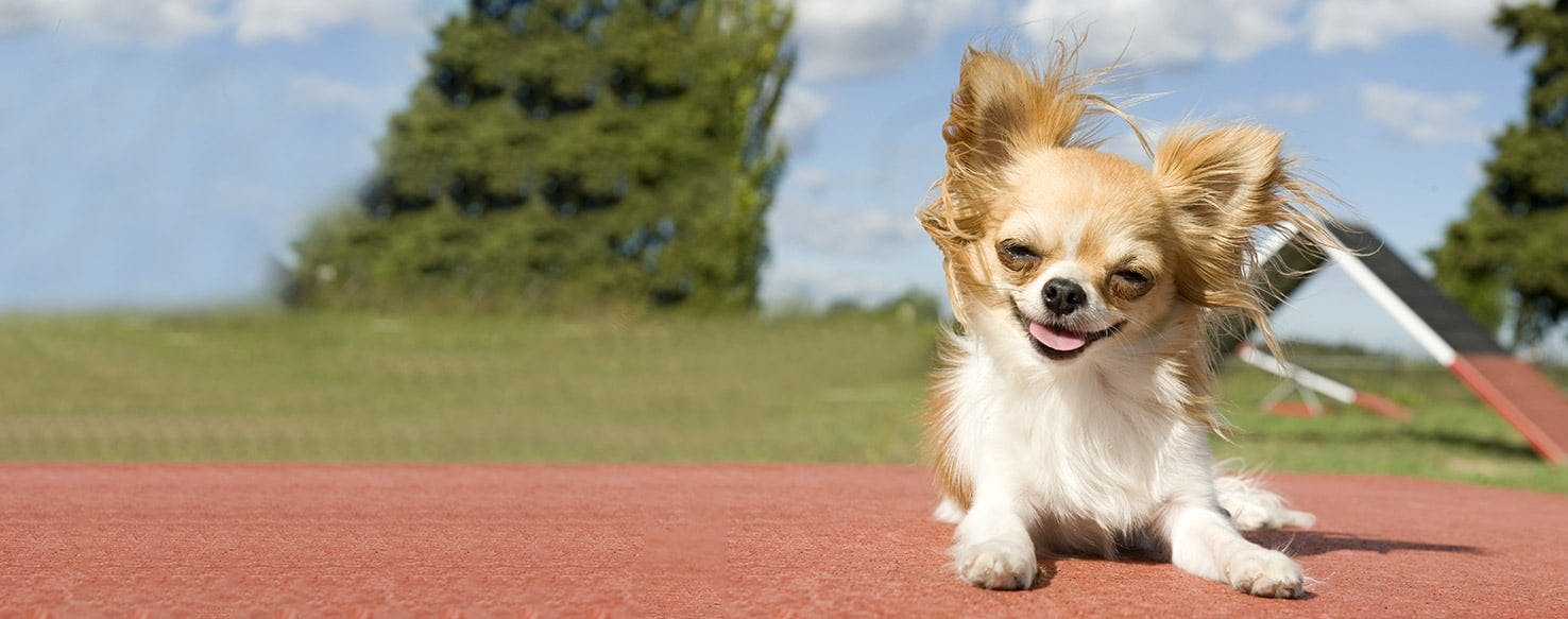 How to Train a Chihuahua Basic Commands Wag!