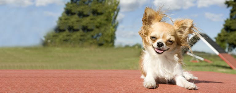 How to Train a Chihuahua Basic Commands