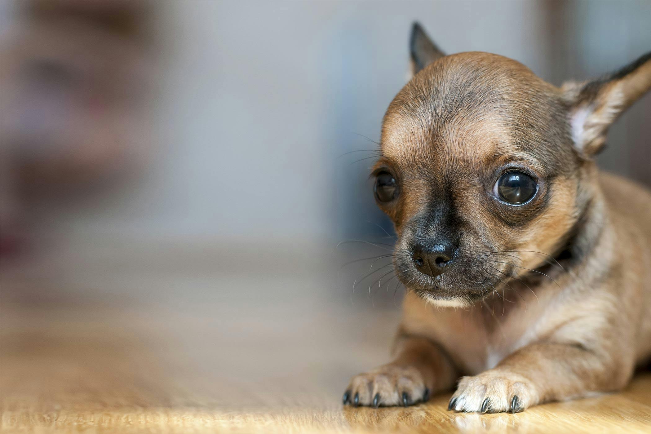 training A Puppy Chihuahua
