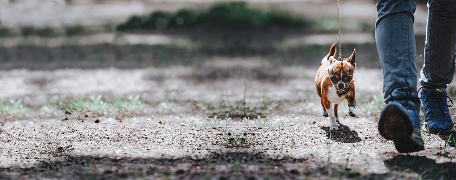 How to Train a Chihuahua to Walk on Leash | Wag!