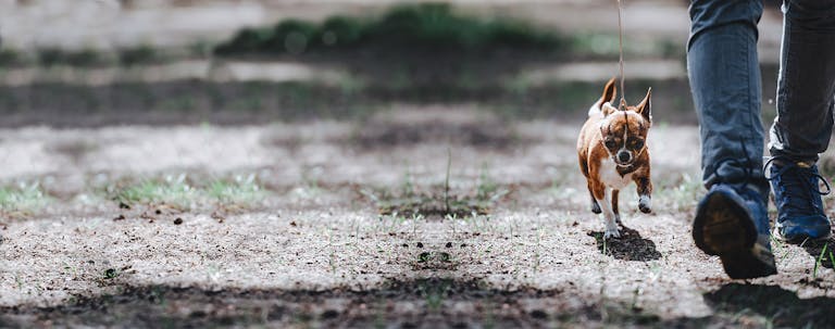 How to Train a Chihuahua to Walk on Leash