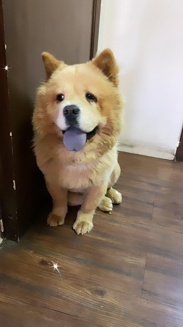 is pumpkin toxic for dogs