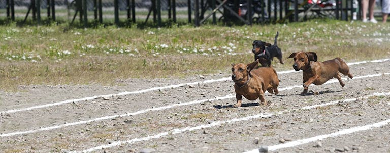 How to Train a Dachshund for a Race