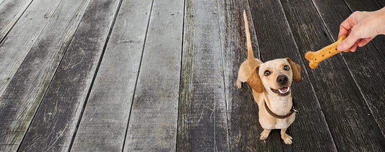 How to Train a Dachshund Puppy Easy Tricks