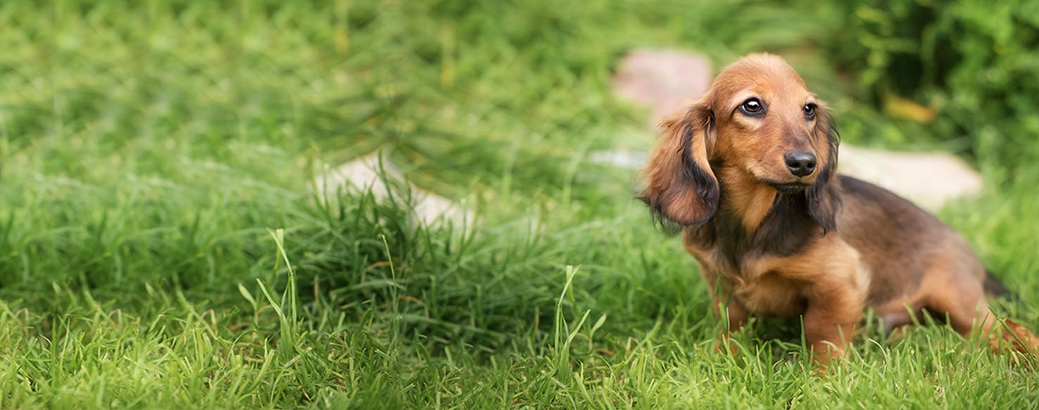 how to house train a dachshund