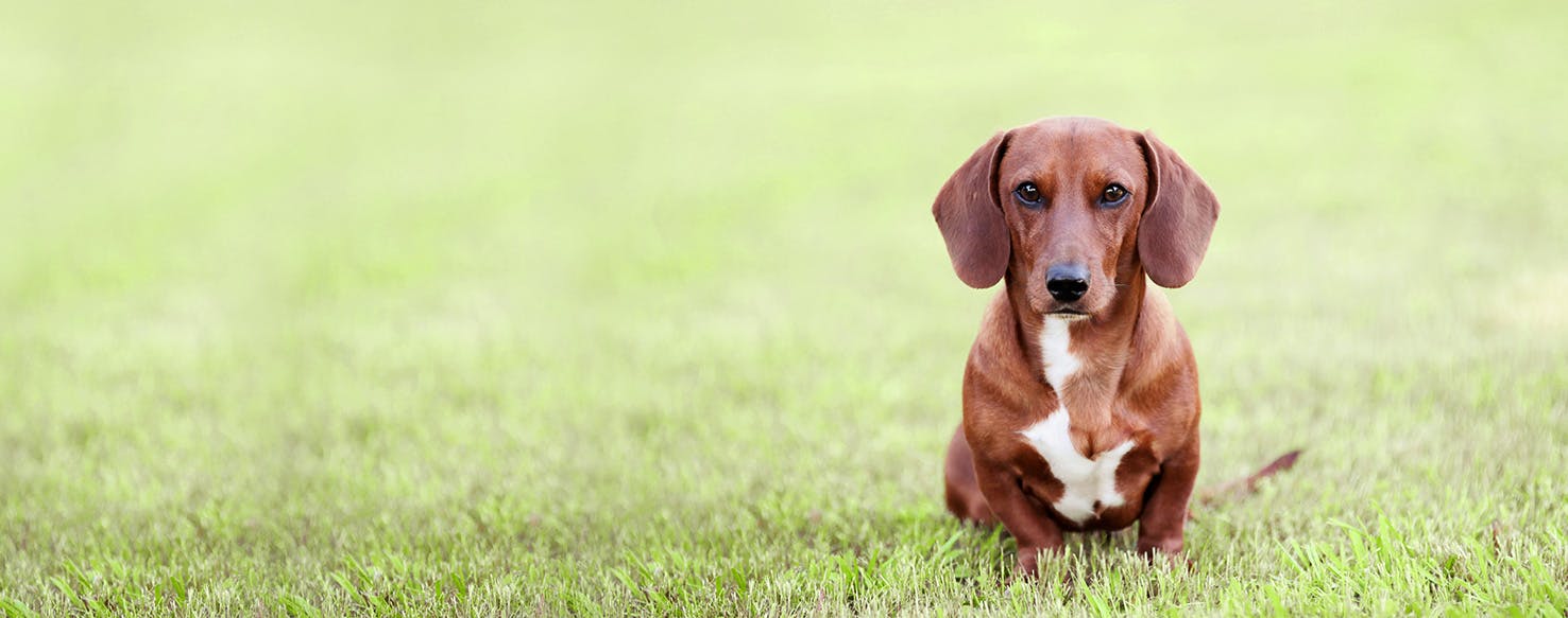 How to Train a Dachshund Puppy to Sit