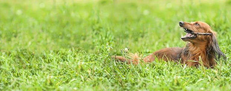 How to Train a Dachshund to Do Easy Tricks How to Train a Dachshund to Do Easy Tricks