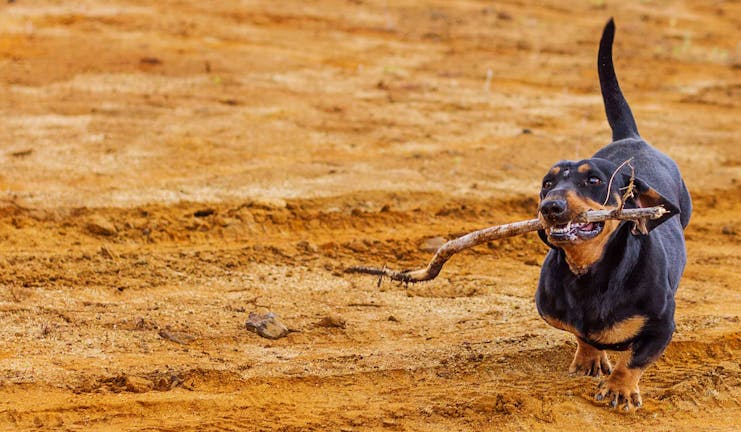 How to Train a Dachshund to Fetch