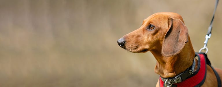 How to Train a Dachshund to Walk on Leash