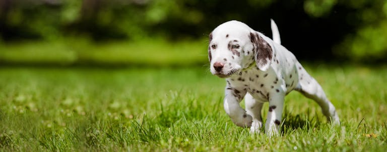 How to Train a Deaf Dalmatian Puppy