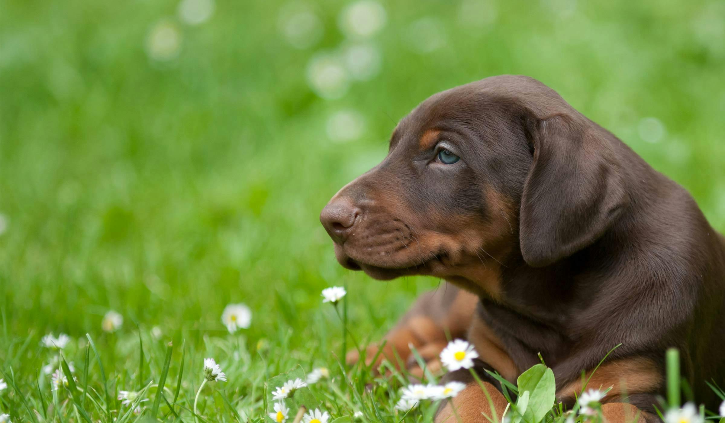 How to Train a Doberman Puppy to Come Wag!