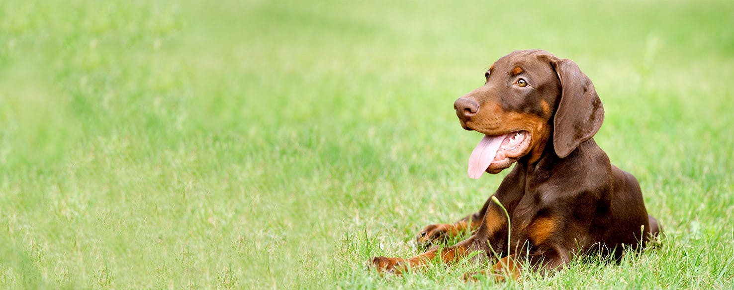 How to Train a Doberman Puppy to Not Bite Wag!