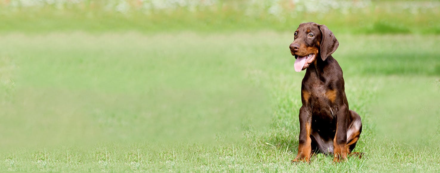 How to Train a Doberman Puppy to Sit