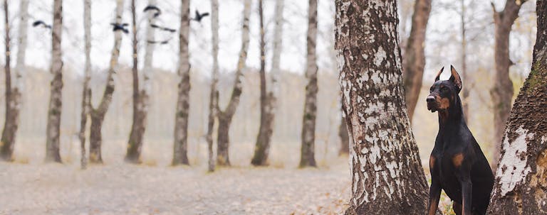 How to Train a Doberman to Hunt Birds How to Train a Doberman to Hunt Birds