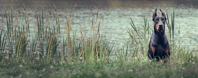 How to Train a Doberman to Hunt How to Train a Doberman to Hunt