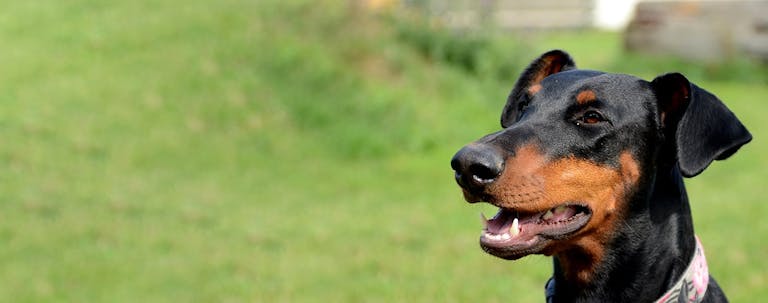 How to Train a Doberman to Listen to You