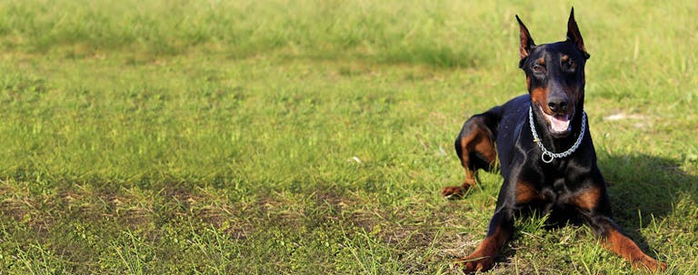 How to Train a Doberman to Not Bark
