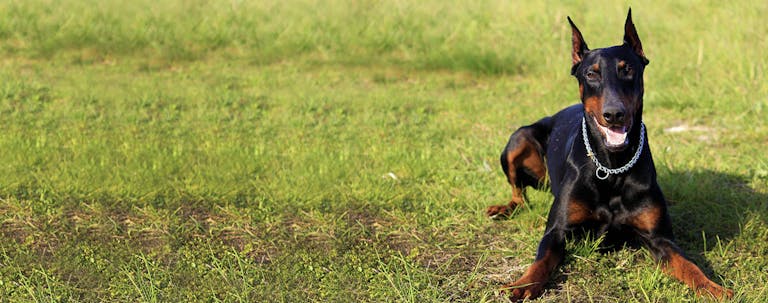 How to Train a Doberman to Not Bark How to Train a Doberman to Not Bark