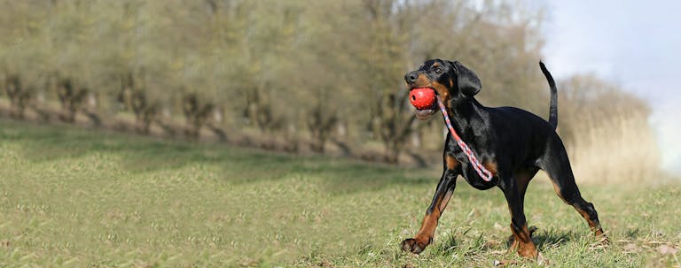 How to Train a Doberman to Play Fetch
