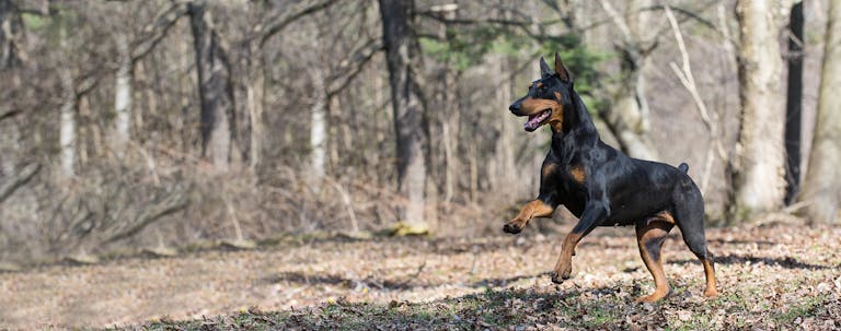 How to Train a Doberman to Speak