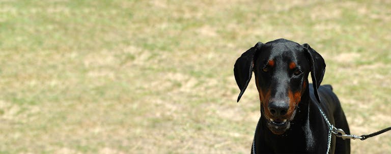 How to Train a Doberman to Walk on Leash