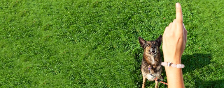 How to Train a Dog Advanced Tricks How to Train a Dog Advanced Tricks