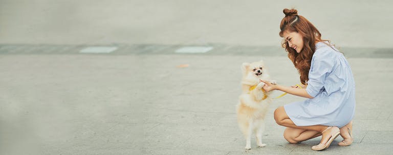 How to Train a Dog Basic Obedience How to Train a Dog Basic Obedience