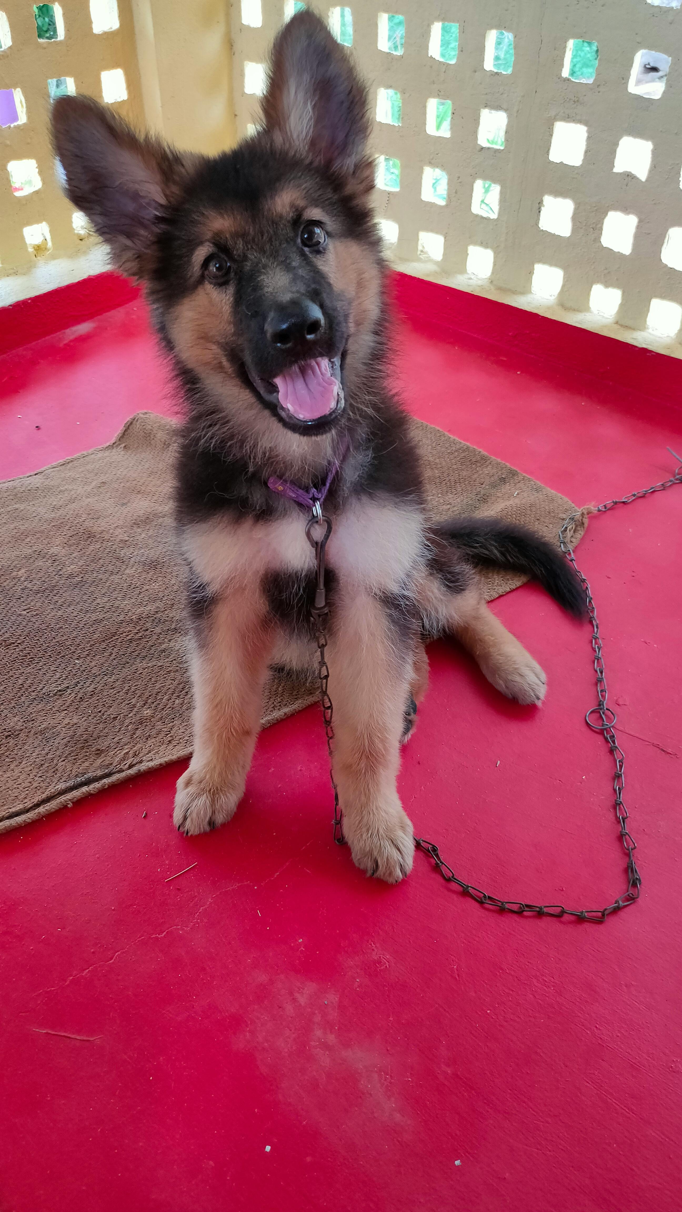 How To Train A German Shepherd For Police Work Wag