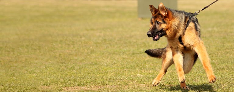 How to Train a German Shepherd Puppy Basic Commands