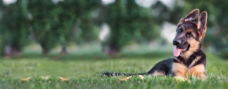 How to Train a German Shepherd Puppy in German Commands How to Train a German Shepherd Puppy in German Commands