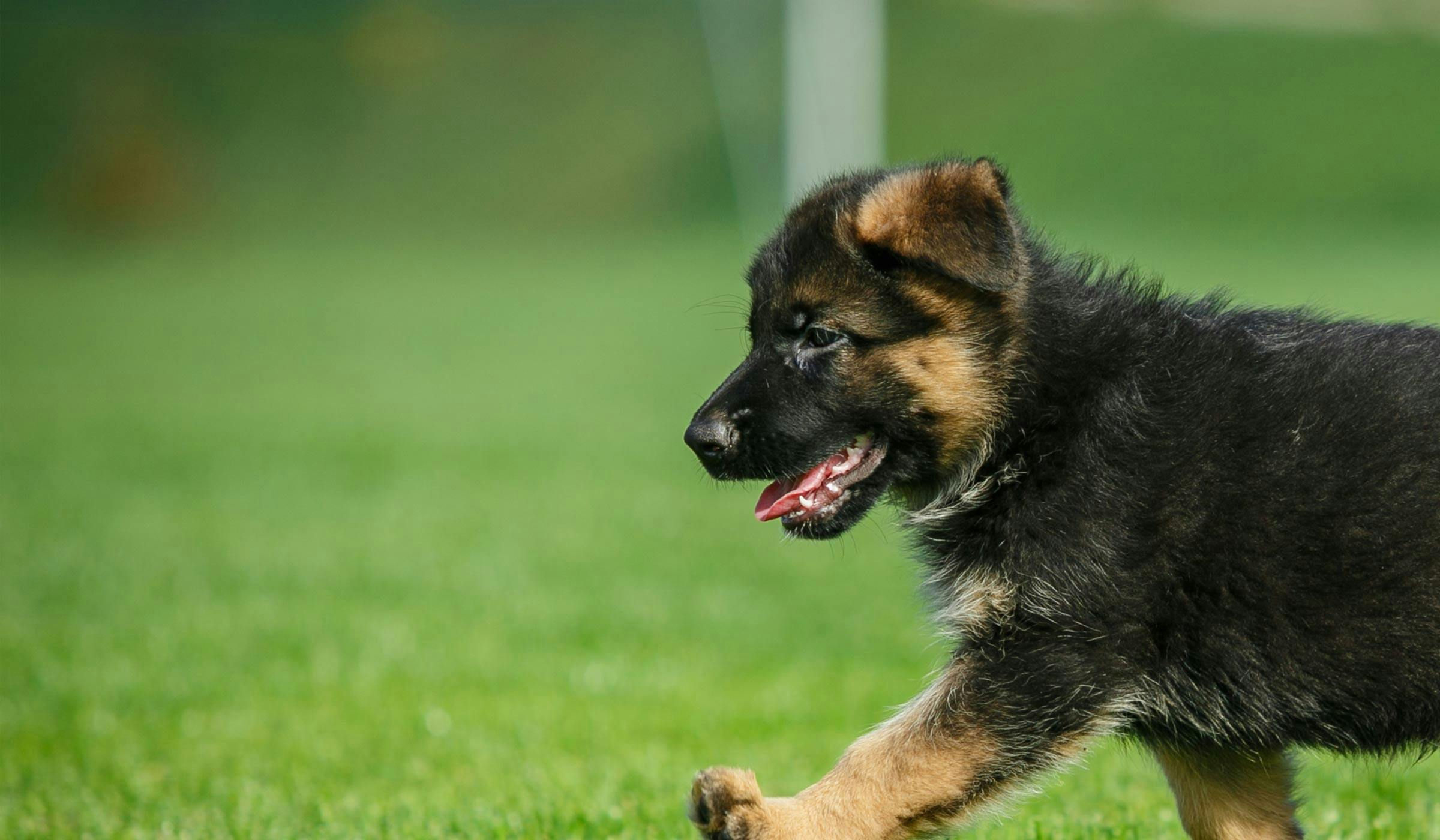 shepherd german puppy train come training