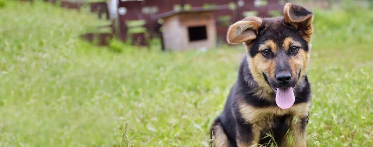 How to Train a German Shepherd Puppy to Know His Name