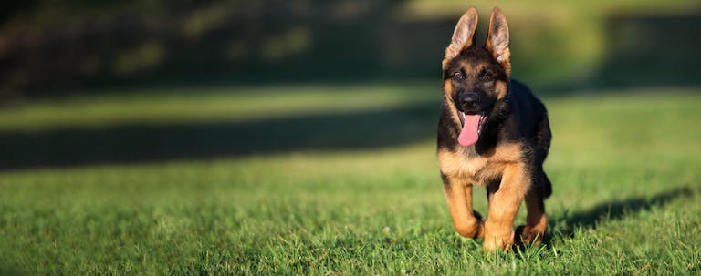 How to Train a German Shepherd Puppy to Not Jump