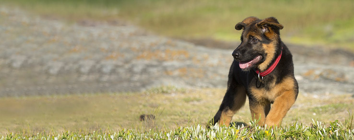 German shepherd outlet toilet training