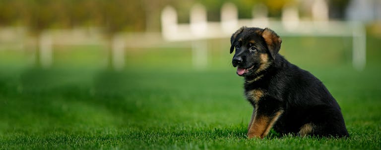 How to Train a German Shepherd Puppy to Sit and Stay