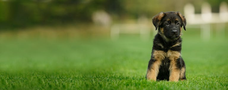 How to Train a German Shepherd Puppy to Sit