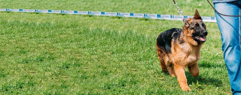 How to Train a German Shepherd Puppy to Walk on Leash