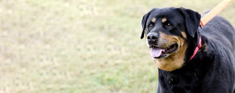 How to Train a German Shepherd Rottweiler Puppy